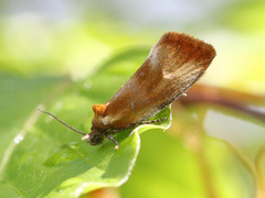 Brassy Tortrix (Eulia ministrana)