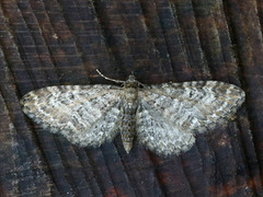 Vinkeldvergmåler (Eupithecia vulgata)