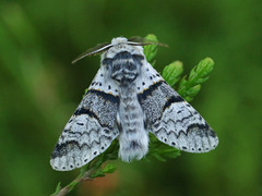 Grå gaffelstjert (Furcula bifida)