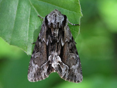 The Saxon (Hyppa rectilinea)