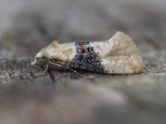 Vine Moth (Eupoecilia ambiguella)