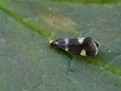 Strawberry Bright (Incurvaria praelatella)