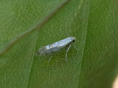 Phyllonorycter maestingella