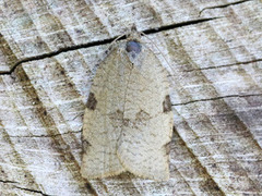 Skogbladvikler (Lozotaenia forsterana)