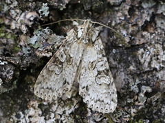 Grey Arches (Polia nebulosa)