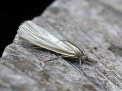 Yellow Satin Veneer (Crambus perlella)
