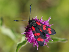 Six-spot Burnet (Zygaena filipendulae)