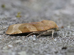Broad-bordered Yellow Underwing (Noctua fimbriata)