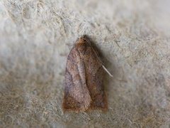 Bjørkeflatvikler (Acleris notana)