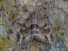 Barred Tooth-striped (Trichopteryx polycommata)