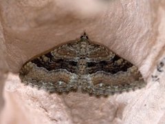 Scarce Tissue (Rheumaptera cervinalis)