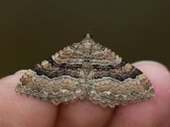 Scarce Tissue (Rheumaptera cervinalis)