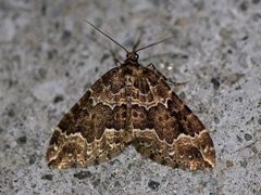 Water Carpet (Lampropteryx suffumata)