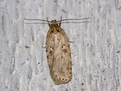 Agonopterix arenella