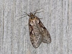 Dawn Flat-body (Semioscopis steinkellneriana)