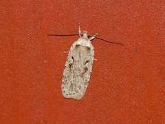 Agonopterix ocellana