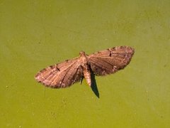 Brun dvergmåler (Eupithecia absinthiata)