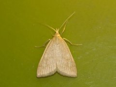 Pale Straw Pearl (Udea lutealis)
