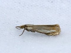 Grass-veneer (Crambus pascuella)