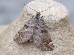 Manchester Treble-bar (Carsia sororiata)