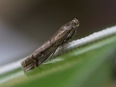 Lyngsmalmott (Pempelia palumbella)
