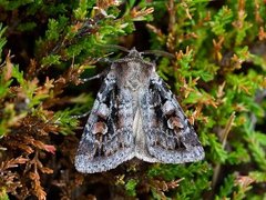 Northern Dart (Xestia alpicola)