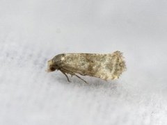 Dvergpraktvikler (Cochylis nana)