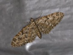 Strekdvergmåler (Eupithecia exiguata)