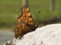 Hvit c (Polygonia c-album)