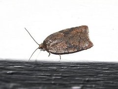 Bjørkeflatvikler (Acleris notana)