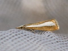 Pearl-band Grass Veneer (Catoptria margaritella)
