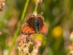 Purpurgullvinge (Lycaena hippothoe)