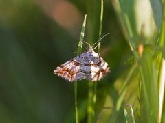 Manchester Treble-bar (Carsia sororiata)