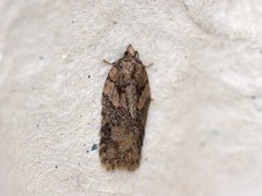 Granflatvikler (Acleris abietana)