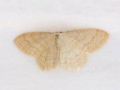 Cream Wave (Scopula floslactata)