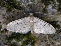 Furudvergmåler (Eupithecia indigata)