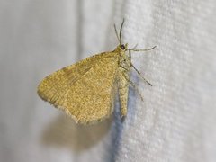 Brun buemåler (Macaria brunneata)