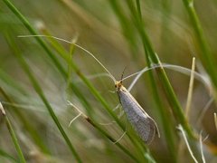 Large Long-horn (Nematopogon swammerdamella)