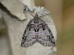 May Highflyer (Hydriomena impluviata)