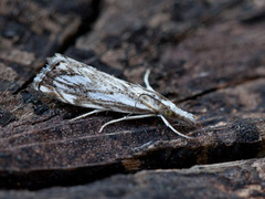 Chequered Grass-veneer (Catoptria falsella)
