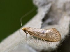 Large Long-horn (Nematopogon swammerdamella)