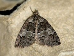 May Highflyer (Hydriomena impluviata)