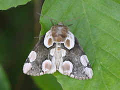 Flekkhalvspinner (Thyatira batis)