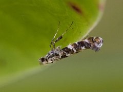 Lilac Leafminer (Gracillaria syringella)