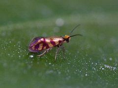 Red-barred Gold (Micropterix tunbergella)