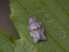 Dark-barred Tortrix (Syndemis musculana)