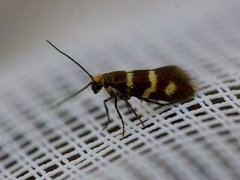 Yellow-barred Gold (Micropterix aureatella)