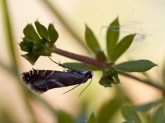 Sedge Fanner (Glyphipterix forsterella)