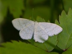 Cream Wave (Scopula floslactata)