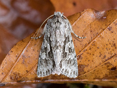 Early Grey (Xylocampa areola)